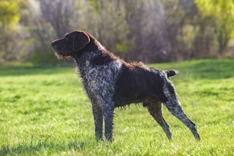 German Wire-Haired Pointer dog standing on grass