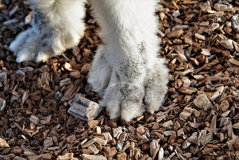 Great Pyrenees Dog Feet Paw