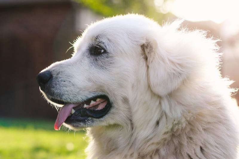 Great Pyrenees dog looking sideways