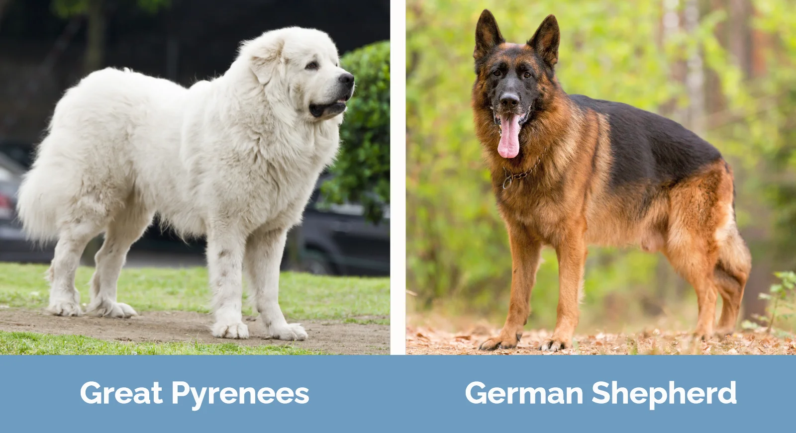 Great Pyrenees vs German Shepherd - Visual Differences