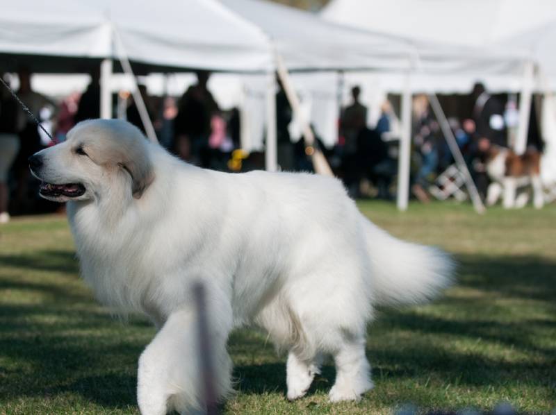 Great Pyrenees walking in dog show ring