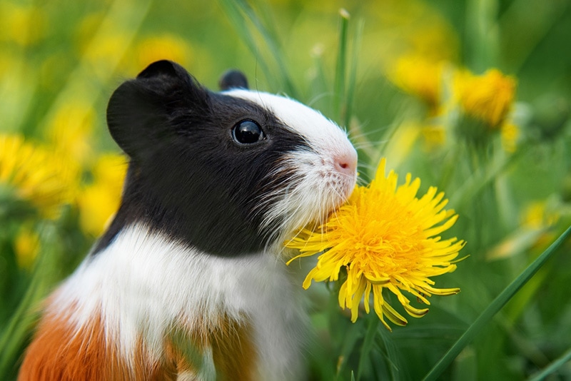 Guinea pig with a dandelion flower