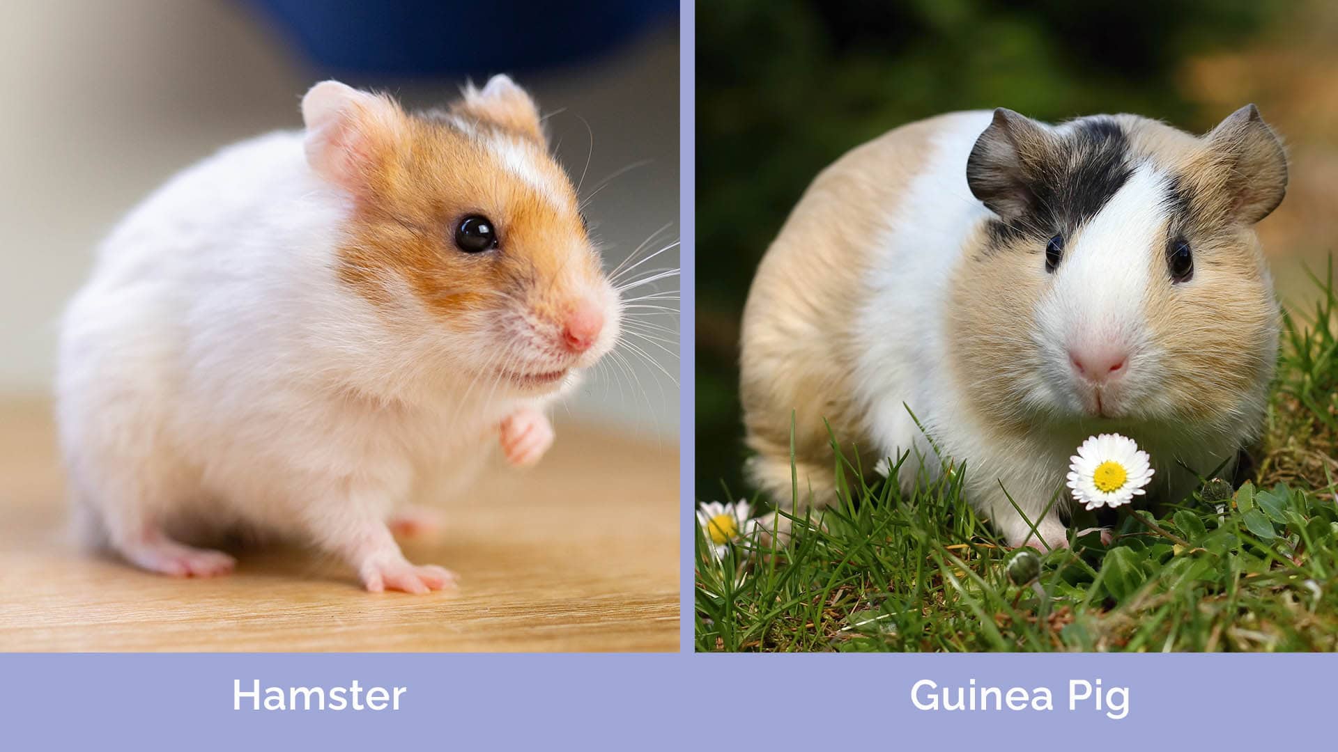 Hamster vs Guinea Pig side by side