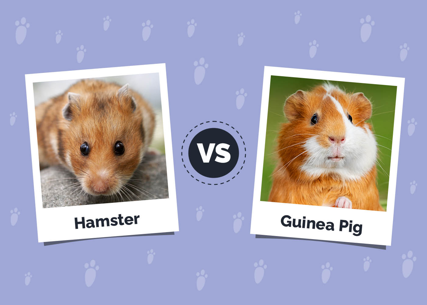 Hamster vs Guinea Pig