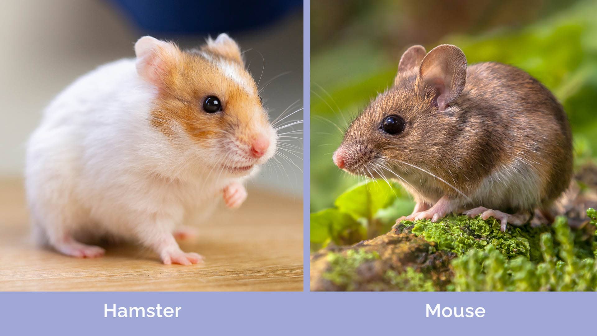 Hamster vs Mouse side by side