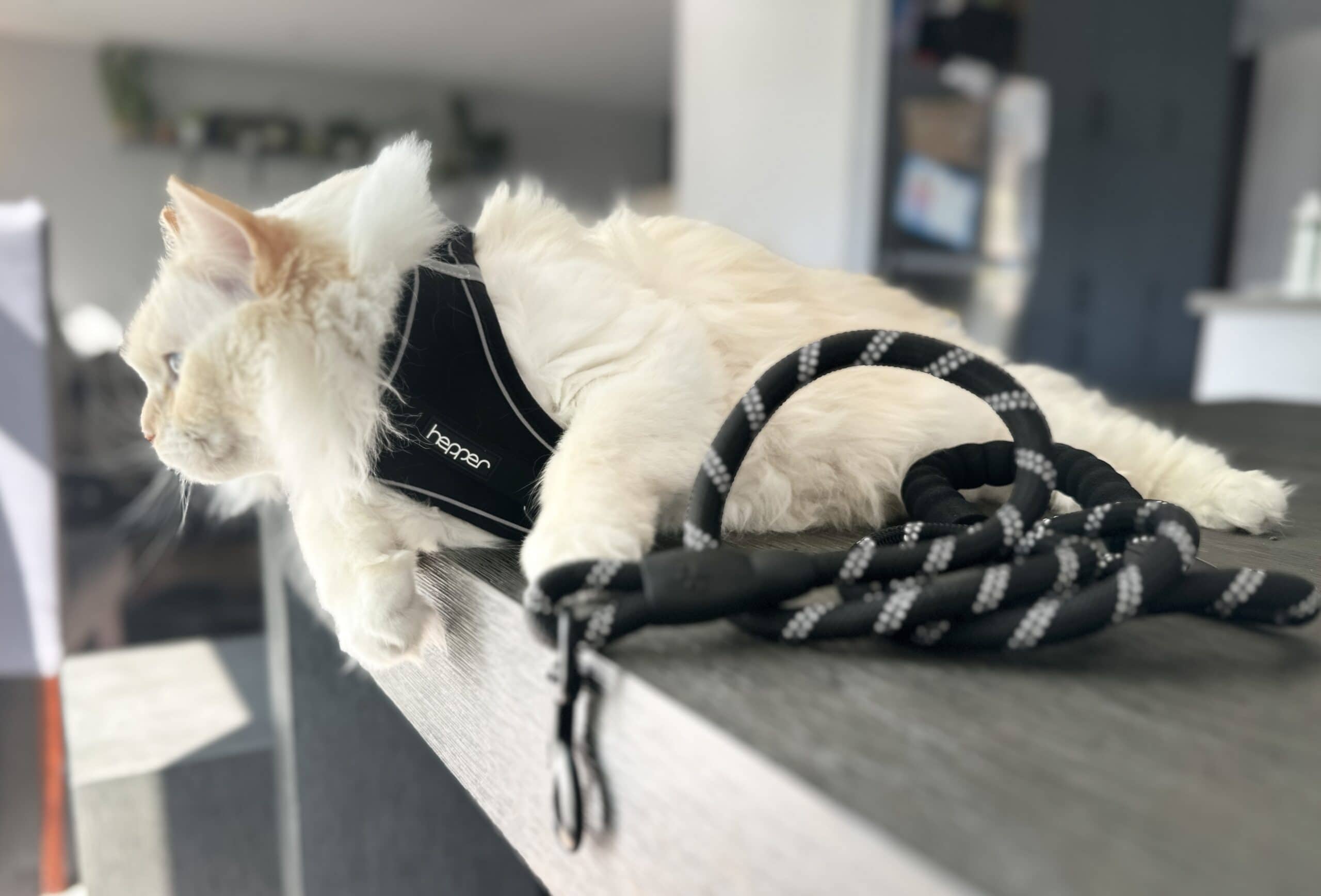 Hepper Harness and Leash Set 4