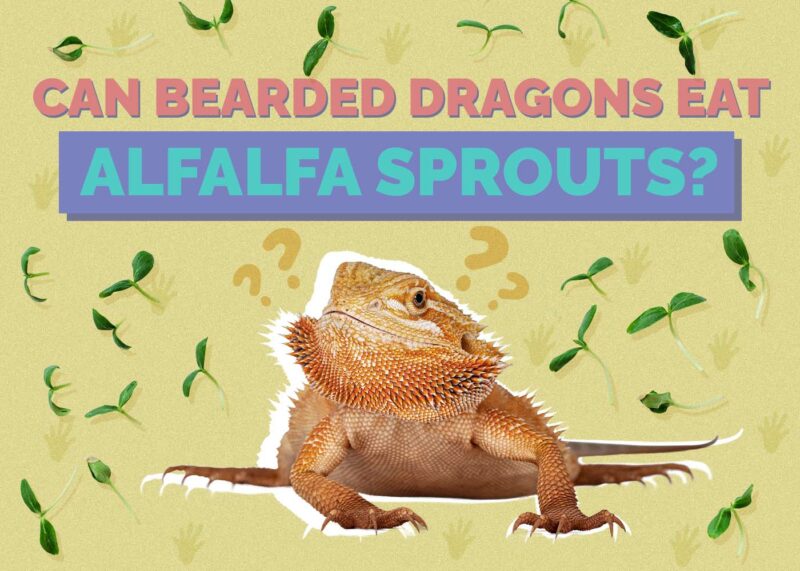 Hepper_Can Bearded Dragons Eat_Alfalfa Sprouts