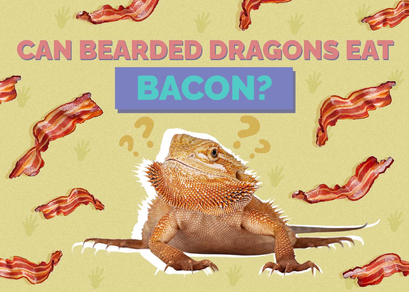 Hepper_Can Bearded Dragons Eat_Bacon