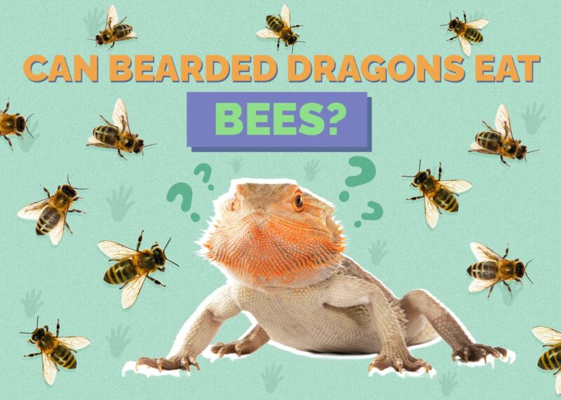 Hepper_Can Bearded Dragons Eat_Bees