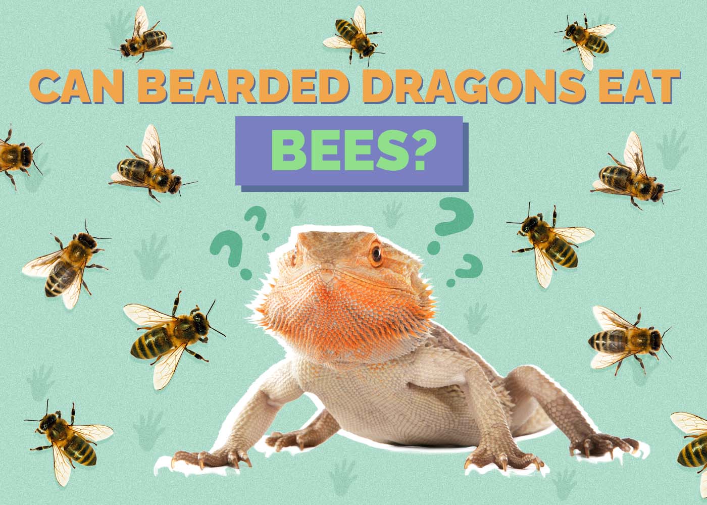 Hepper_Can Bearded Dragons Eat_Bees
