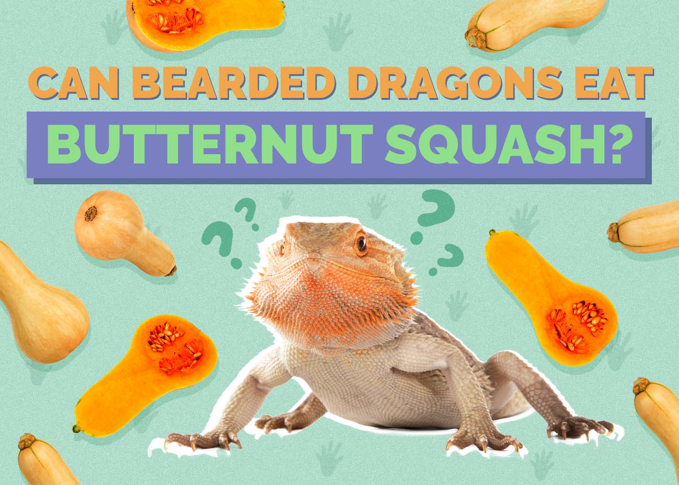 Hepper_Can Bearded Dragons Eat_Butternut Squash 2024