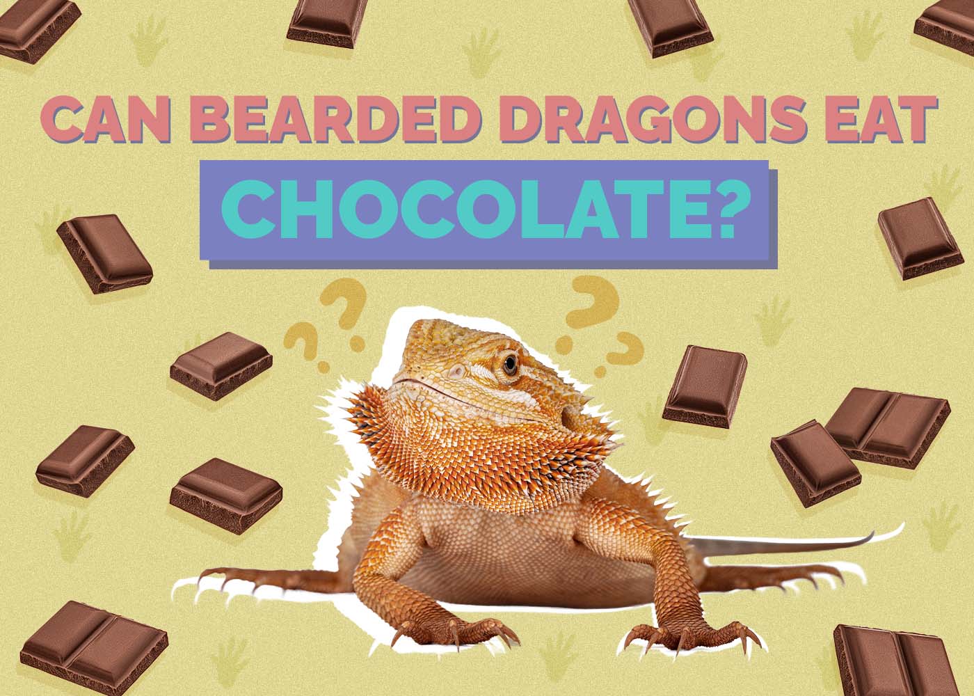 Hepper_Can Bearded Dragons Eat_Chocolates