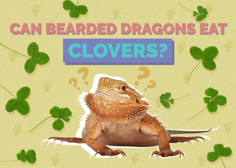 High-Quality Can Bearded Dragons Eat Clover Abstract Illustration High-Quality Can Bearded Dragons Eat Clover Abstract Illustration