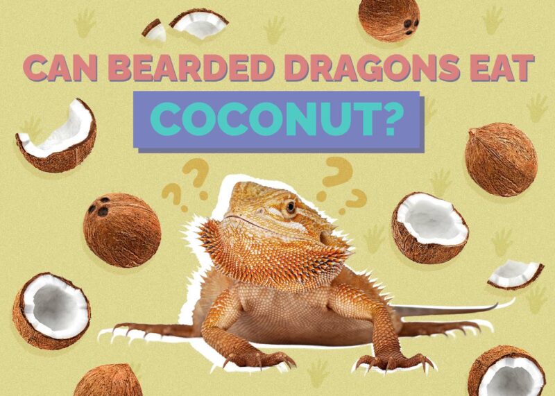 Hepper_Can Bearded Dragons Eat_Coconuts