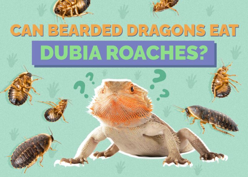 Hepper_Can Bearded Dragons Eat_Dubia Roaches