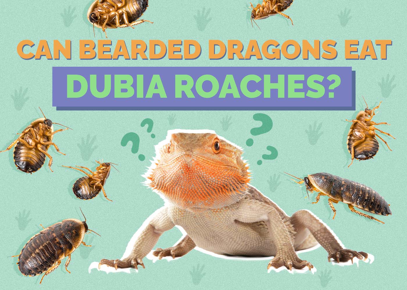 Hepper_Can Bearded Dragons Eat_Dubia Roaches