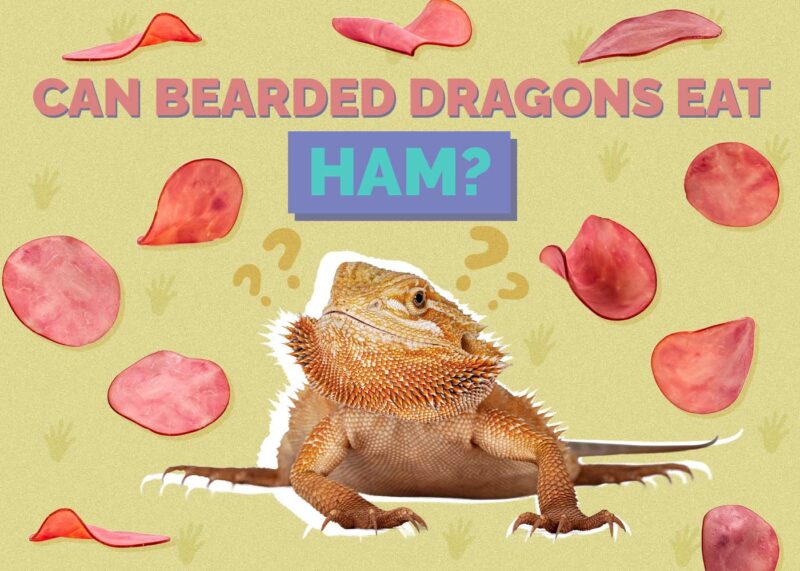 Hepper_Can Bearded Dragons Eat_Ham 2024