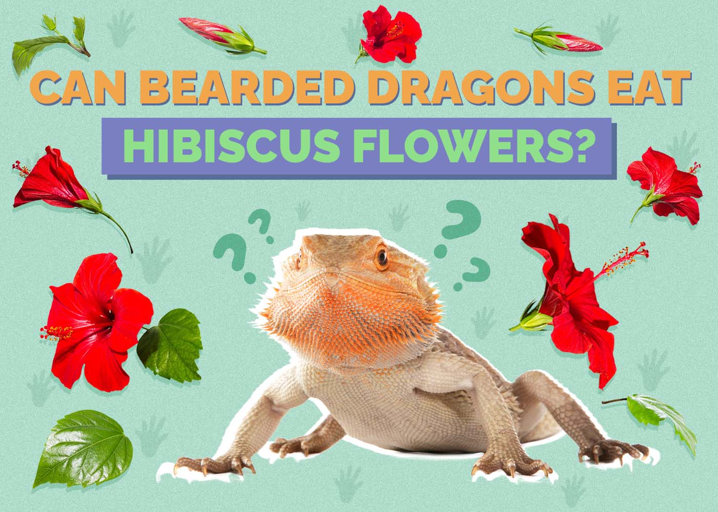 Hepper_Can Bearded Dragons Eat_Hibiscus Flowers