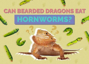Can Bearded Dragons Eat Hornworms? Vet-Approved Nutrition Guidelines