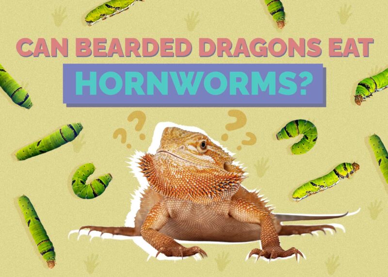 Hepper_Can Bearded Dragons Eat_Hornworms