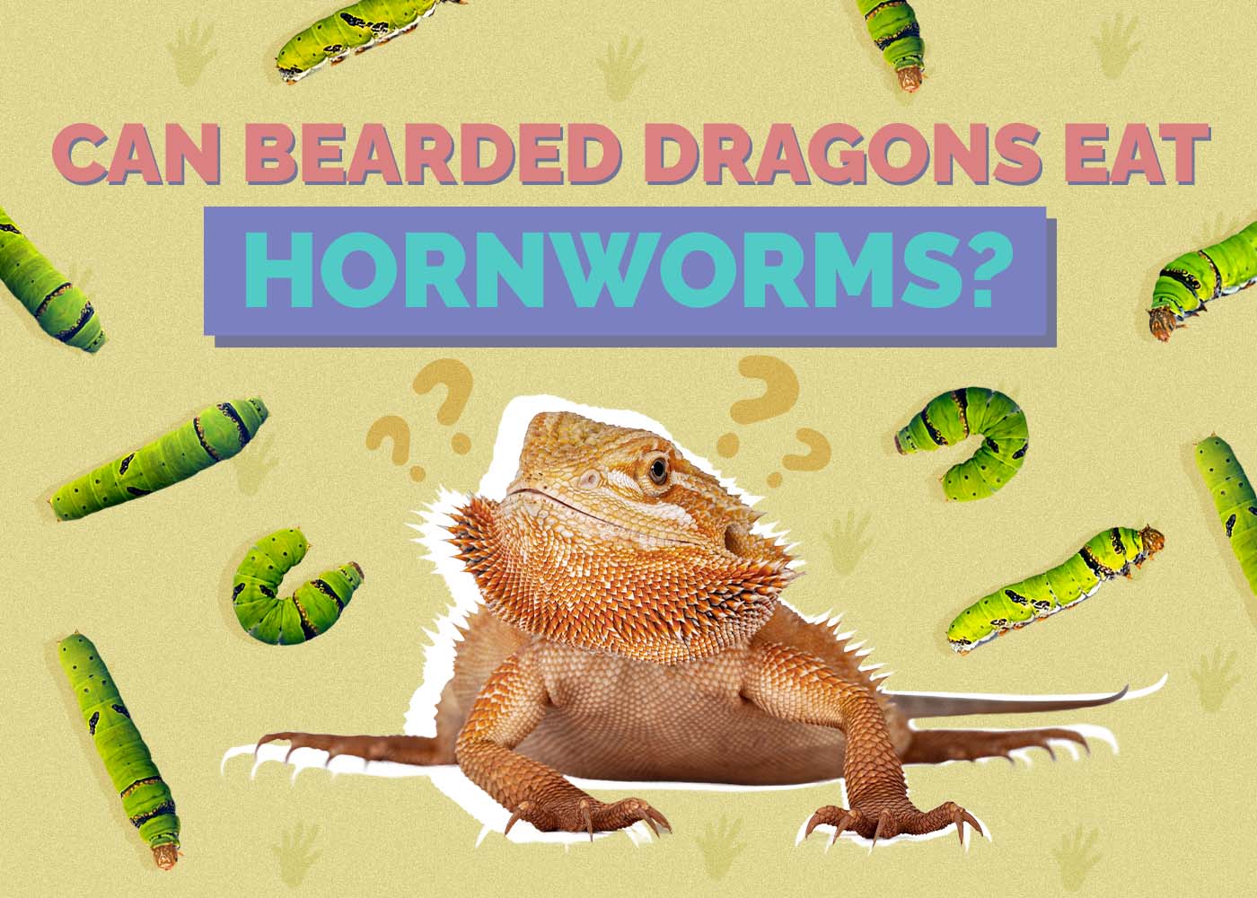 Hepper_Can Bearded Dragons Eat_Hornworms