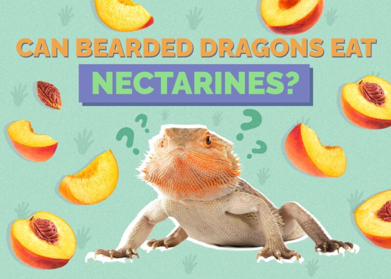 Hepper_Can Bearded Dragons Eat_Nectarines 2024