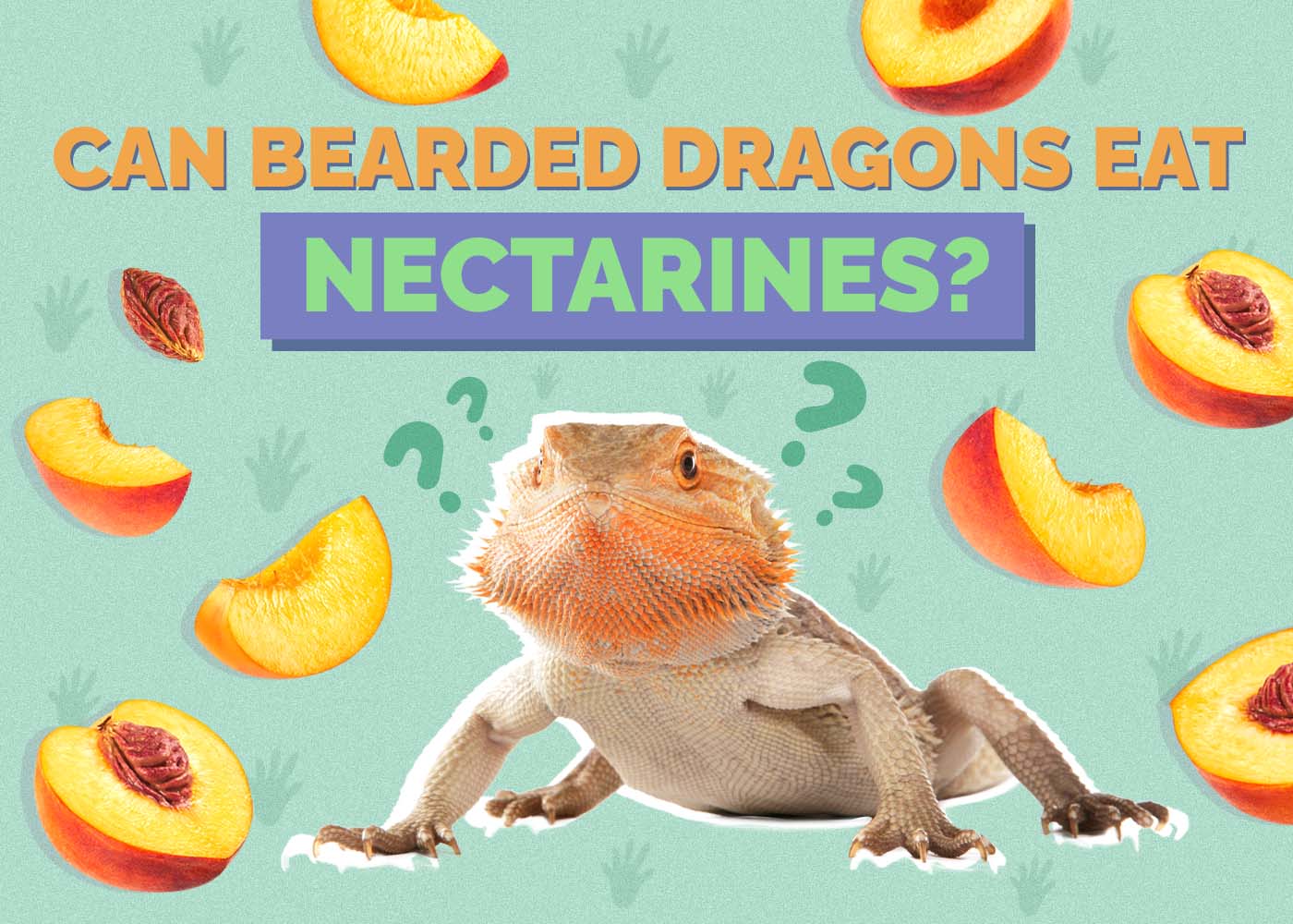 Hepper_Can Bearded Dragons Eat_Nectarines 2024