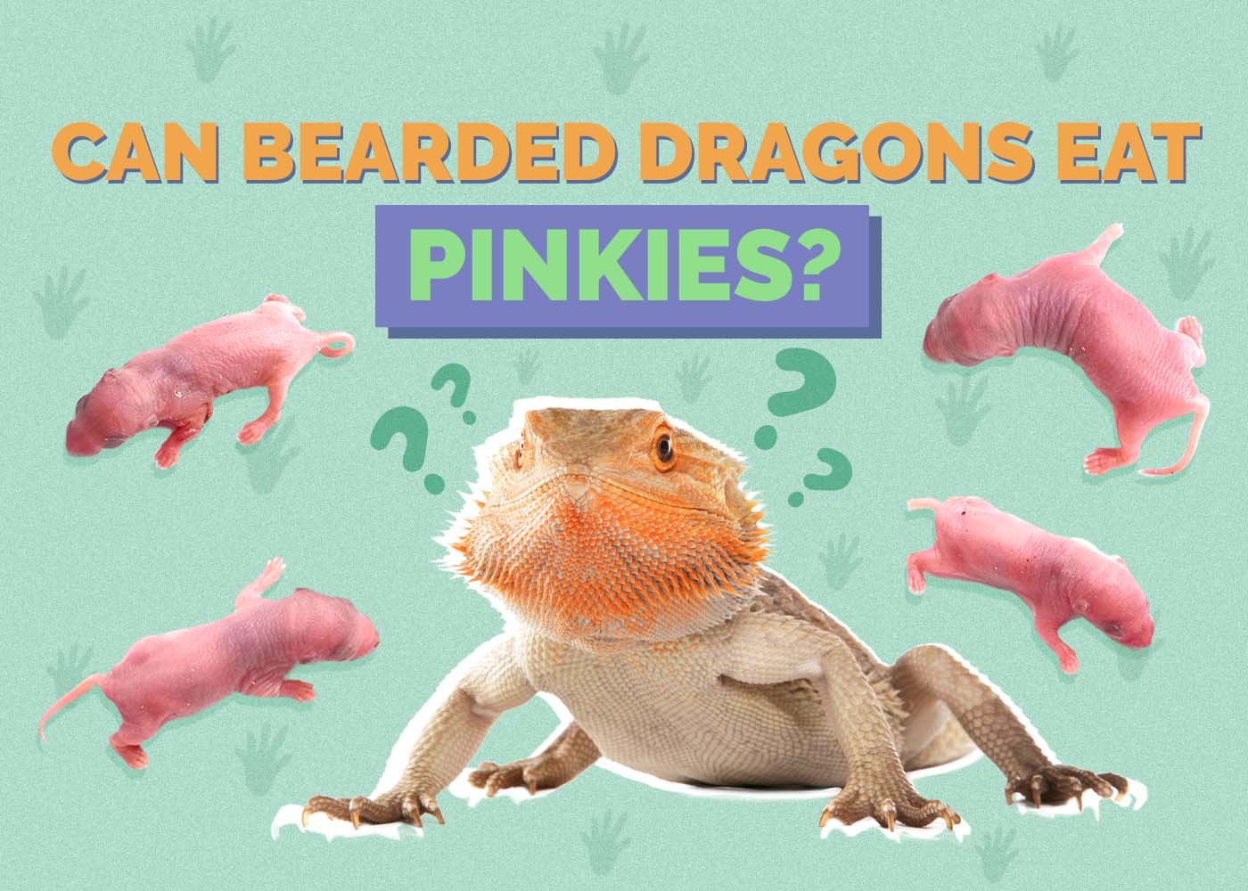 Hepper_Can Bearded Dragons Eat_Pinkies 2024