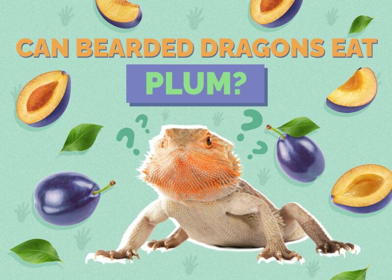 Hepper_Can Bearded Dragons Eat_Plum
