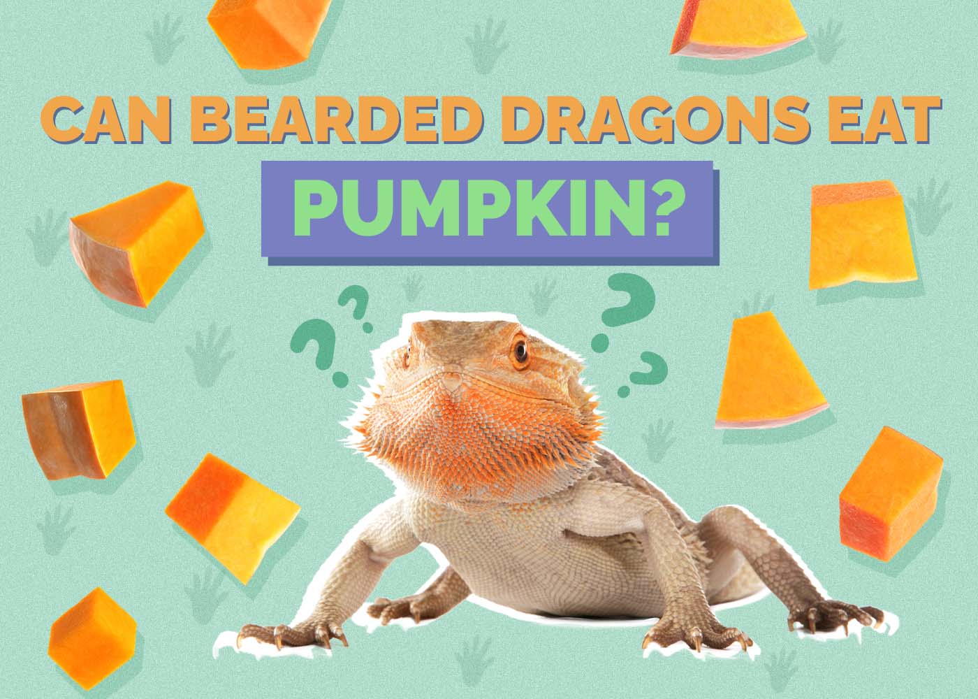 Hepper_Can Bearded Dragons Eat_Pumpkin 2024