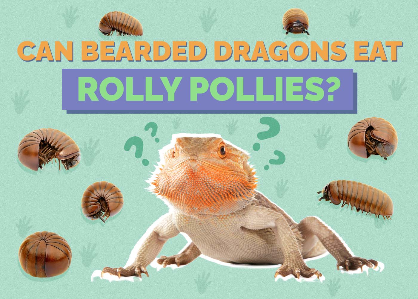 Hepper_Can Bearded Dragons Eat_Rolly Pollies