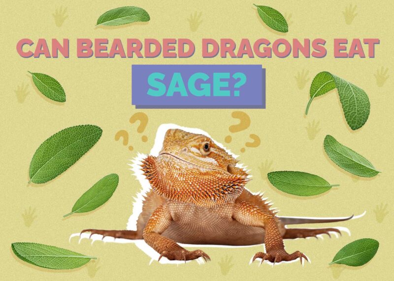 Hepper_Can Bearded Dragons Eat_Sage