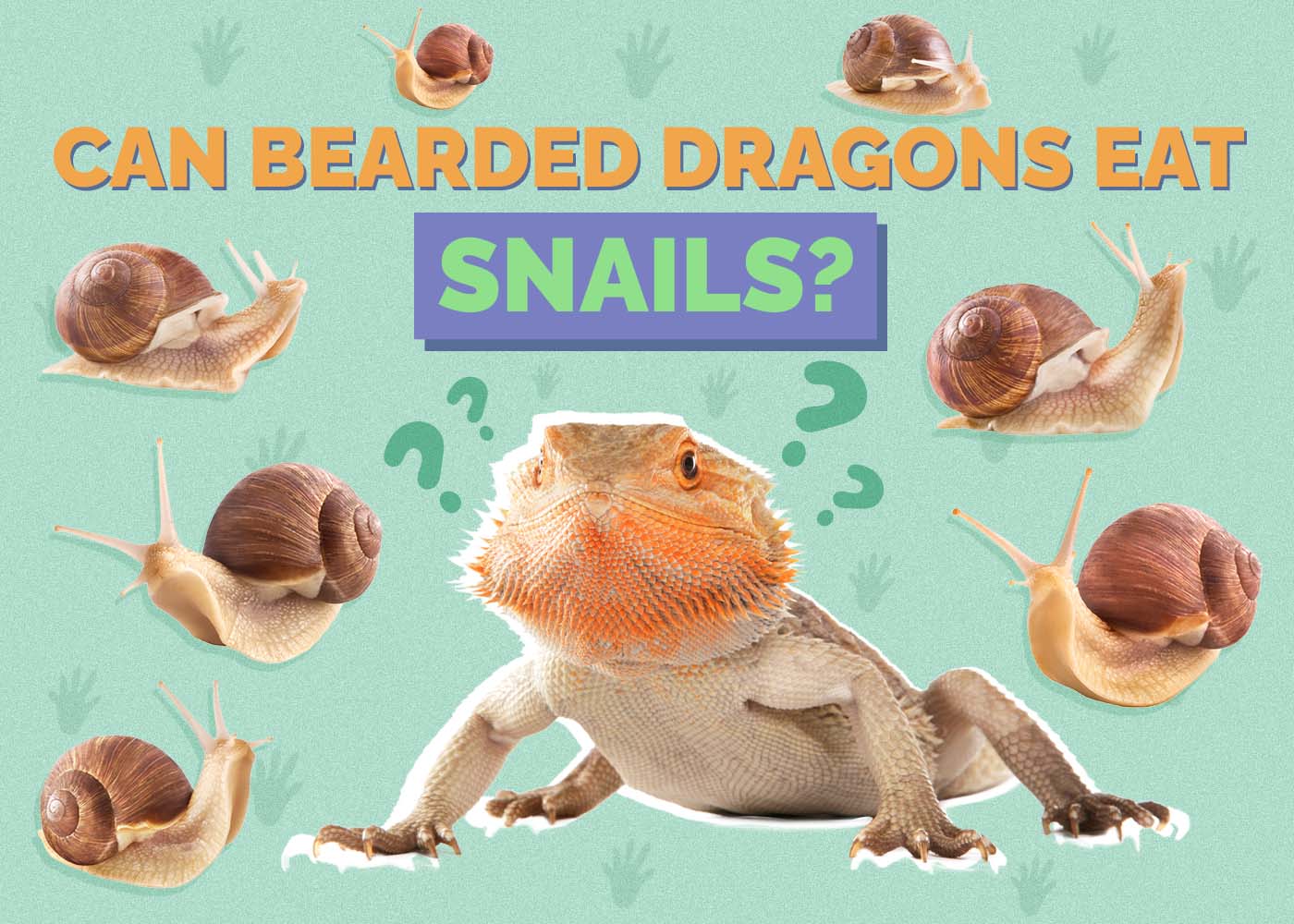 Hepper_Can Bearded Dragons Eat_Snails 2024