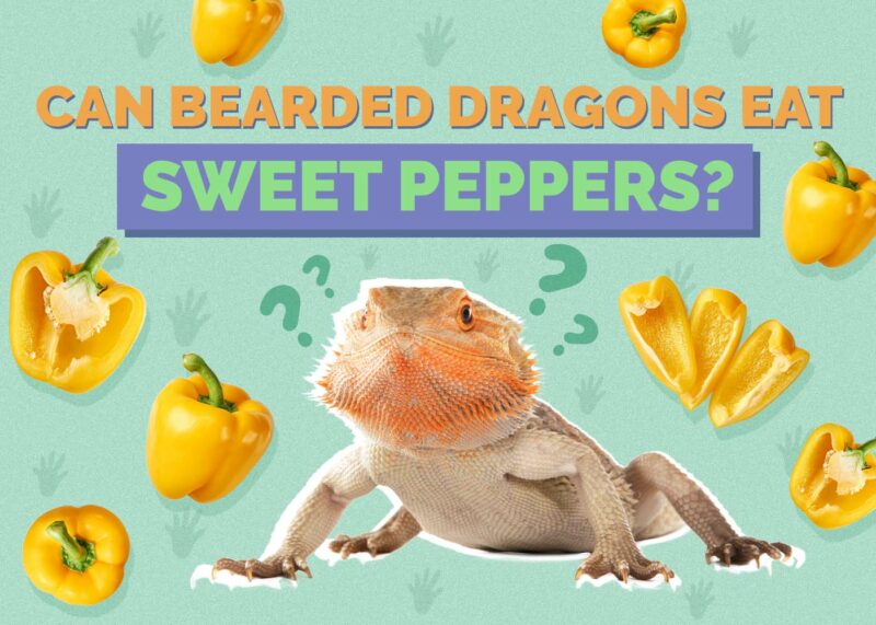 Hepper_Can Bearded Dragons Eat_Sweet Peppers