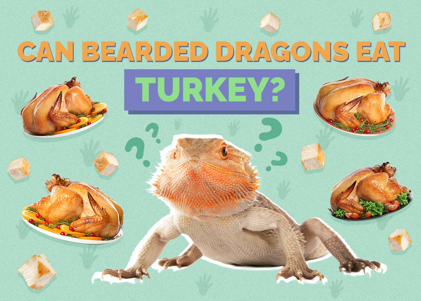 Hepper_Can Bearded Dragons Eat_Turkey