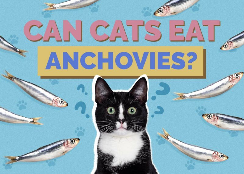 Hepper_Can Cats Eat_Anchovies 2024