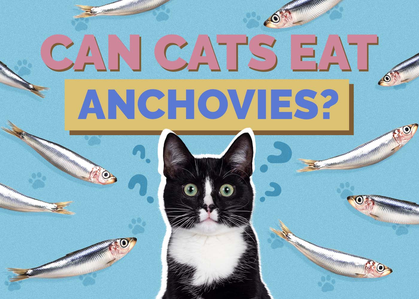 Hepper_Can Cats Eat_Anchovies 2024