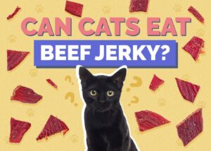 Can Cats Eat Beef Jerky? Vet Approved Facts & FAQ Hepper Pet Resources