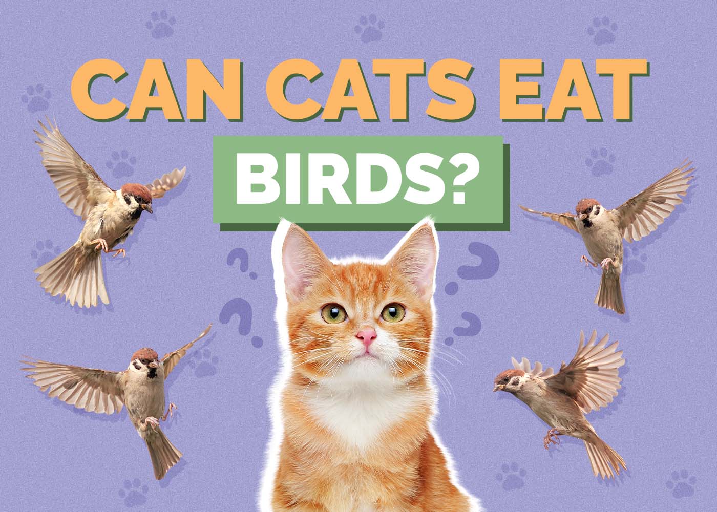 Hepper_Can Cats Eat_Birds 2024