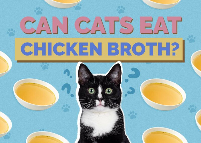Hepper_Can Cats Eat_Chicken Broth 2024