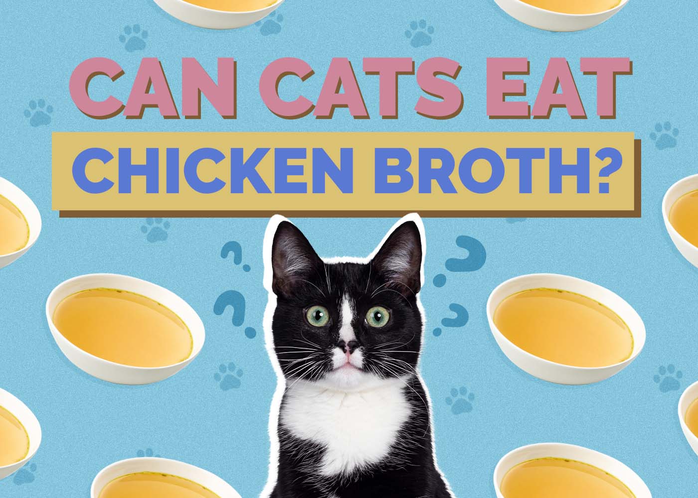 Hepper_Can Cats Eat_Chicken Broth 2024