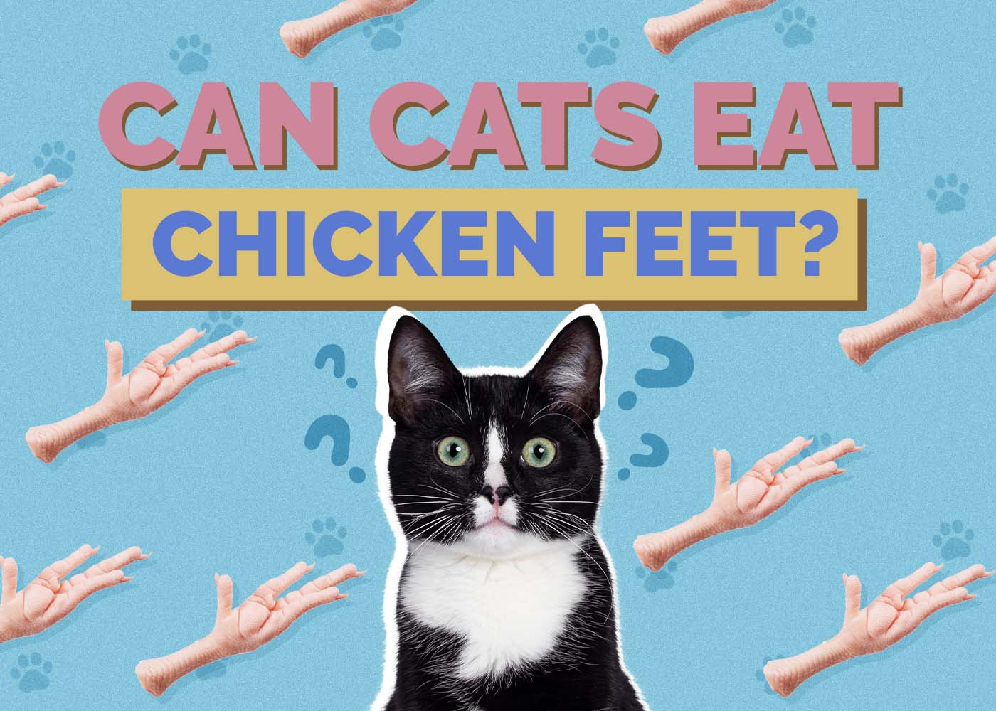 Hepper_Can Cats Eat_Chicken Feet 2024