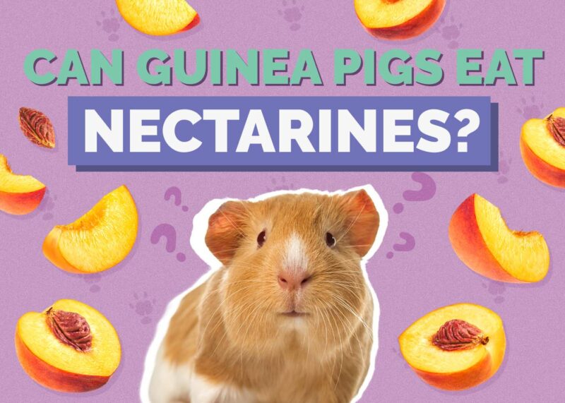 Hepper_Can Guinea Pigs Eat_Nectarines