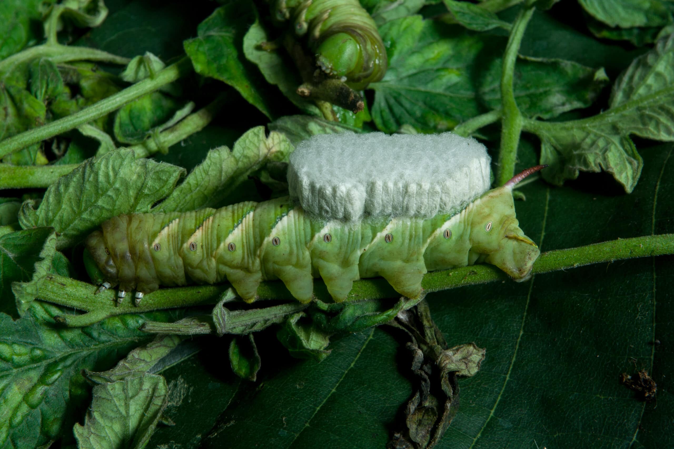Hornworms