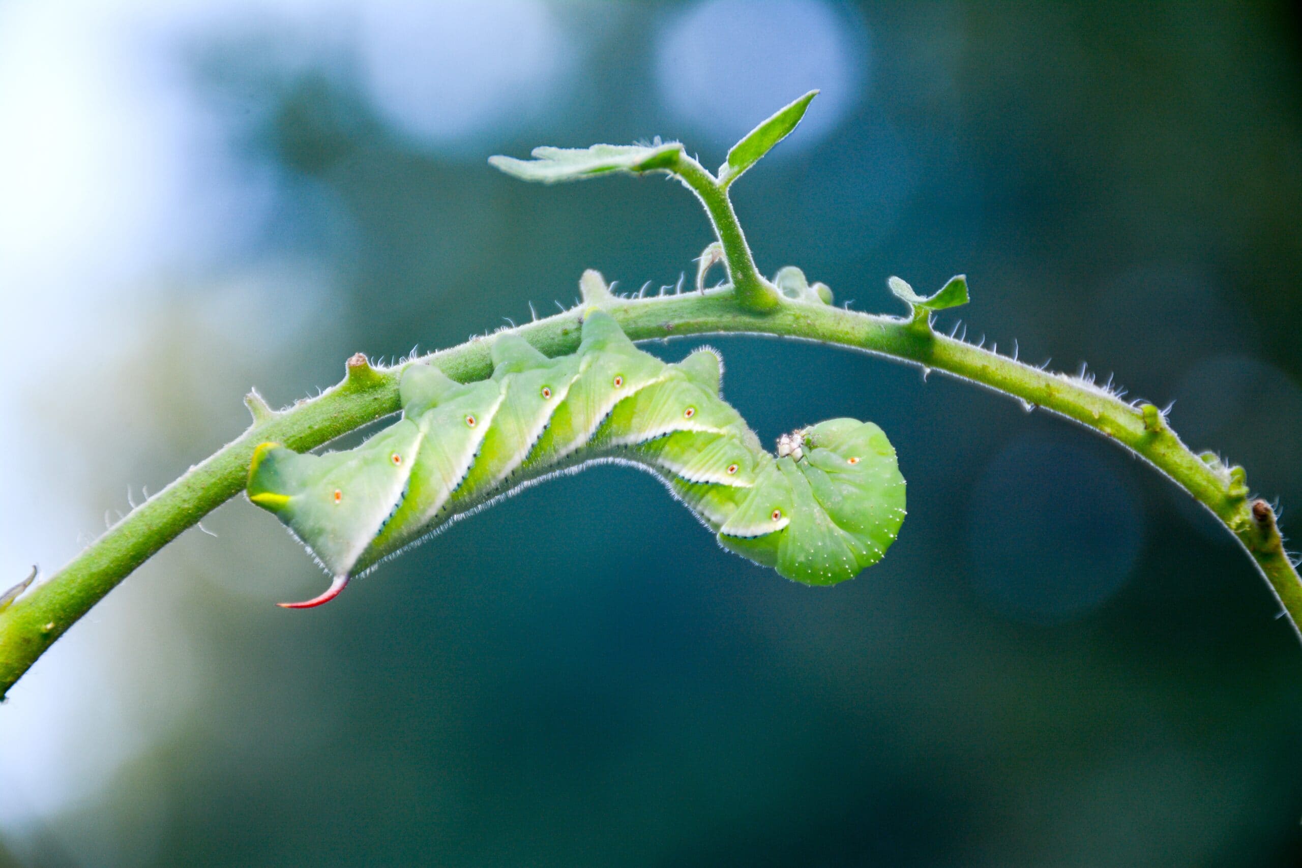 Hornworms