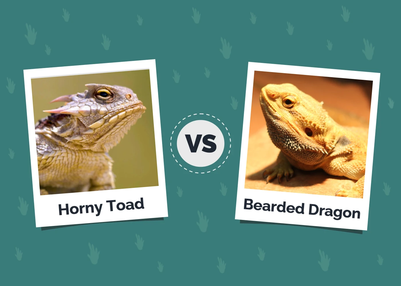 Horny Toad vs Bearded Dragon - Featured Image