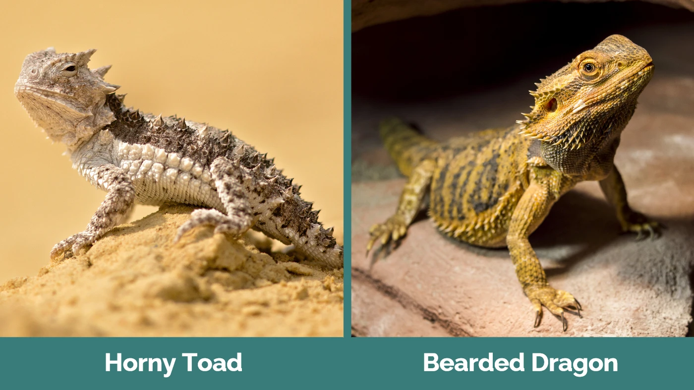 Horny Toad vs Bearded Dragon - Visual Differences