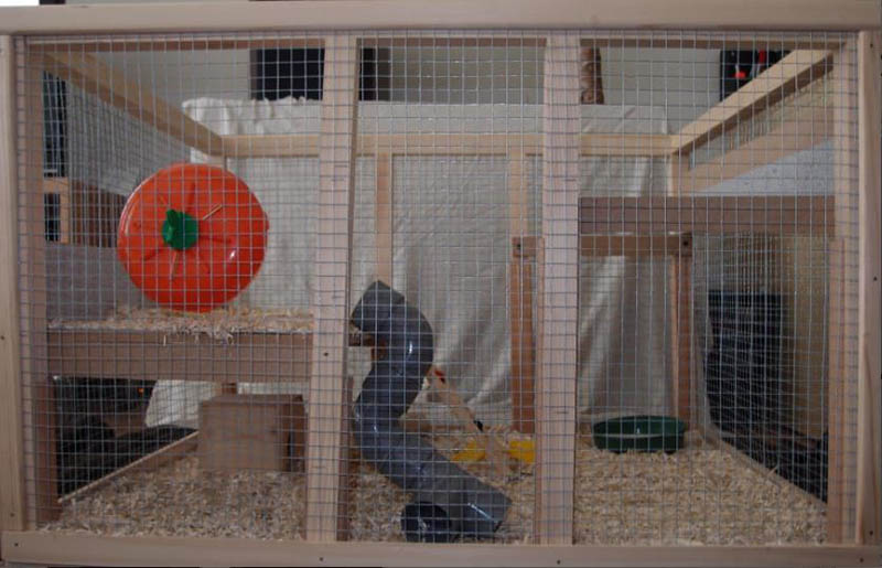 How to Build Your Own Cage for Hamster.