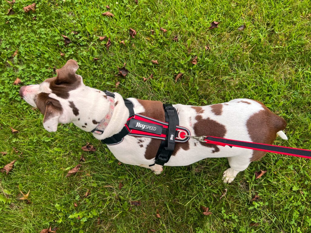 Customizable and Versatile for Julius K9 Pit