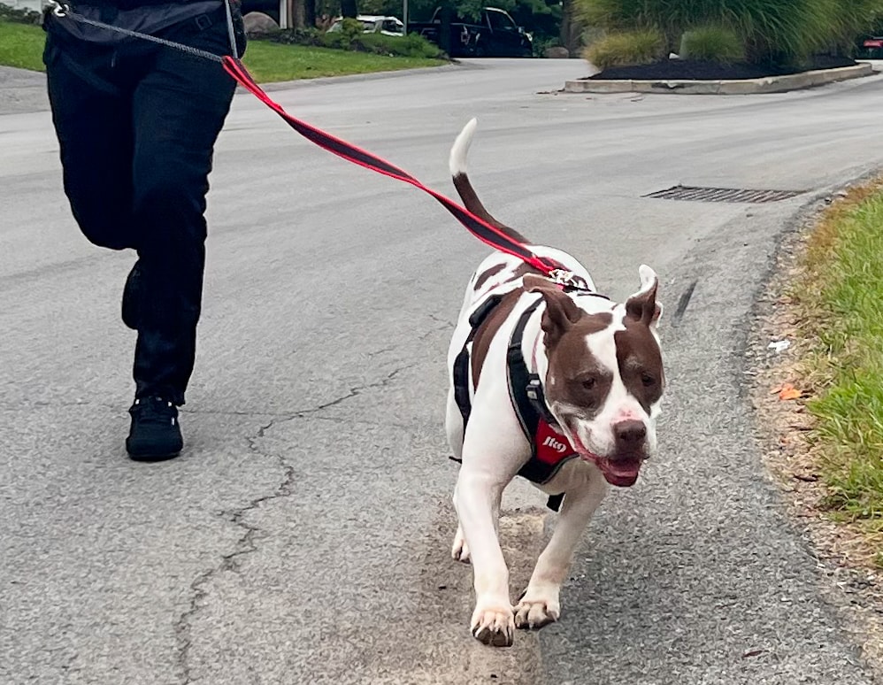 bella running outdoor